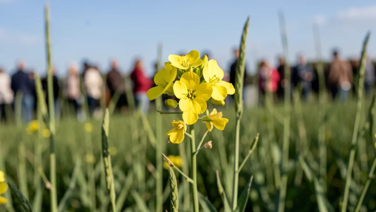 Generic image of rapeseed flowers in a field.