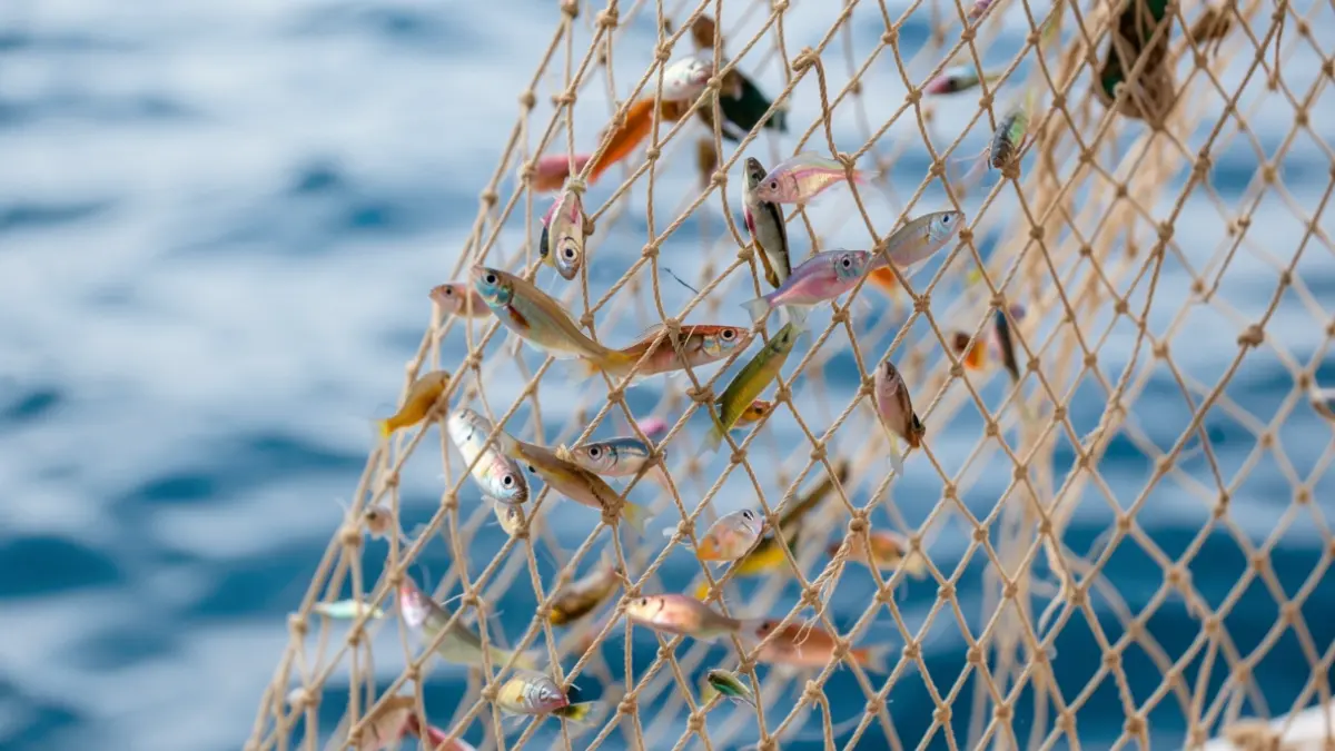 Image générique de filets de pêche avec des poissons colorés, sur fond de mer bleue.